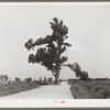 New Madrid County, Missouri. The "Hanging Tree." Several Negroes have been hanged on this tree