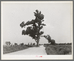 New Madrid County, Missouri. The "Hanging Tree." Several Negroes have been hanged on this tree