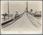 Members of carnival crew erecting tent. Lasses-White traveling show, Sikeston, Missouri