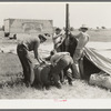 Erecting tent for Lasses-White show, Sikeston, Missouri