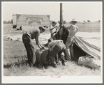 Erecting tent for Lasses-White show, Sikeston, Missouri