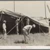 Erecting tent for Lasses-White show, Sikeston, Missouri