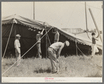 Erecting tent for Lasses-White show, Sikeston, Missouri