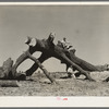 Southeast Missouri Farms. Old oak felled on the project. This region formerly had great quantities of such timber