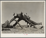 Southeast Missouri Farms. Old oak felled on the project. This region formerly had great quantities of such timber