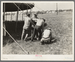 Pulling ropes for attachment to stakes. Lasses-White show, Sikeston, Missouri