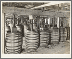 Barrels of perique tobacco during process of aging. Perique tobacco is raised in one parish in Louisiana, and this is the only place in the world where this tobacco is raised, Saint James Parish, Louisiana