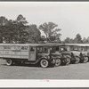 Lineup of school buses near Wells, Texas