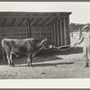 Community bull. Sabine Farms, Marshall, Texas