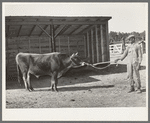 Community bull. Sabine Farms, Marshall, Texas