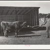 Community bull. Sabine Farms, Marshall, Texas