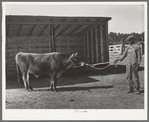 Community bull. Sabine Farms, Marshall, Texas