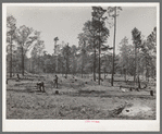 Clearing land. Sabine Farms, Marshall, Texas
