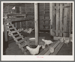 Chicken house on Sabine Farms. Marshall, Texas