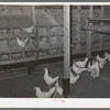 Chicken house on Sabine Farms. Marshall, Texas