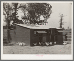 Exterior of chicken house. Sabine Farms, Marshall, Texas