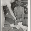 Innoculating a calf for blackleg. Cattle ranch near Marfa, Texas