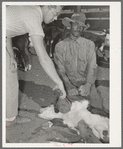 Innoculating a calf for blackleg. Cattle ranch near Marfa, Texas