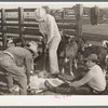 Cattle branding scene. Ranch near Marfa, Texas