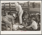 Cattle branding scene. Ranch near Marfa, Texas