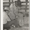 Mexican cowboys branding a calf. Cattle ranch near Marfa, Texas