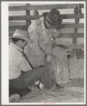 Mexican cowboys branding a calf. Cattle ranch near Marfa, Texas