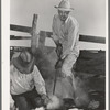 Owner of the "Walking X" Ranch branding calf near Marfa, Texas