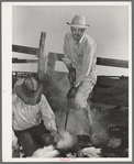 Owner of the "Walking X" Ranch branding calf near Marfa, Texas