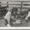 Mexican cowboys throwing a calf for branding. Cattle ranch near Marfa, Texas