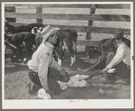 Mexican cowboys throwing a calf for branding. Cattle ranch near Marfa, Texas