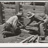 Mexican cowboys building the fire to heat the branding irons. Cattle ranch near Marfa, Texas