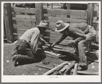 Mexican cowboys building the fire to heat the branding irons. Cattle ranch near Marfa, Texas