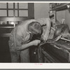 Saddle maker sewing saddle while repairing it. Saddle shop, Alpine, Texas