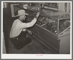 Cowboy looking at display of spurs. Ranch supply store, Alpine, Texas