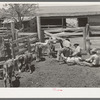 Calf branding scene on "Walking X" Ranch near Marfa, Texas