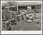 Calf branding scene on "Walking X" Ranch near Marfa, Texas