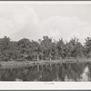 Moss-covered trees along the ship channel. Port of Houston, Texas