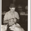 Testing cotton for length of fiber and grade. Compress, Houston, Texas
