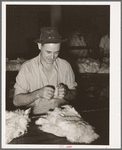 Testing cotton for length of fiber and grade. Compress, Houston, Texas