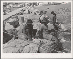 Negroes fishing from pier. Corpus Christi, Texas