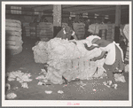 Negro women cleaning up damaged bales of cotton. Compress, Houston, Texas