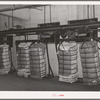 Conveyor of cotton at compress, Houston, Texas