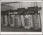 Conveyor of cotton at compress, Houston, Texas