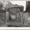 Unloading truckload of cotton. Compress, Houston, Texas