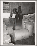Rolling round bale of cotton at compress. Houston, Texas. These are not full bales