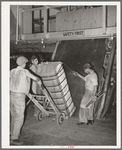 Guiding compressed bale of cotton onto hand truck. Compress, Houston, Texas