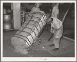 "Killing the spiders" on a bale of cotton. This means knocking down the jagged edges and wire joints. In Texas there is a state law requiring any person handling a bale of cotton to "kill the spiders." Compress, Houston, Texas