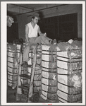 Mexican trucker eating lunch atop bales of cotton. Compress, Houston, Texas