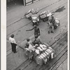 Longshoremen at the cotton docks. Port of Houston, Texas