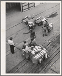 Longshoremen at the cotton docks. Port of Houston, Texas
